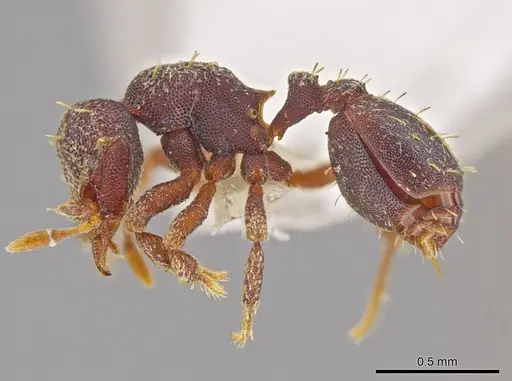 Octostruma lutzi specimen CASENT0630337 image casent0630337_3