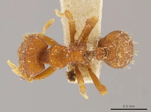 Octostruma lutzi specimen MCZ-ENT00303378 image mcz-ent00303378_1