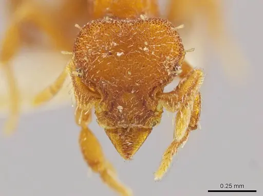Octostruma lutzi specimen MCZ-ENT00303378 image mcz-ent00303378_2