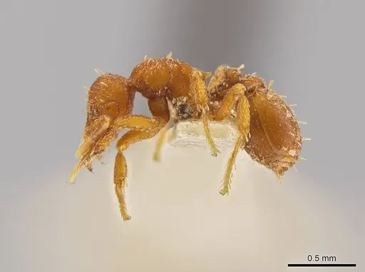 Octostruma lutzi specimen MCZ-ENT00303378 image mcz-ent00303378_3