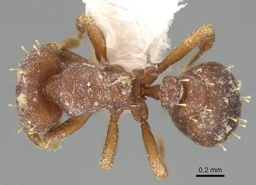 Octostruma megabalzani specimen CASENT0914913 image casent0914913_1