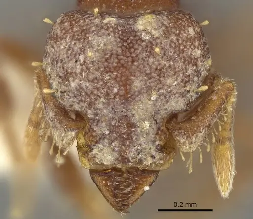 Octostruma megabalzani specimen CASENT0914913 image casent0914913_2