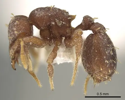 Octostruma megabalzani specimen CASENT0914913 image casent0914913_3