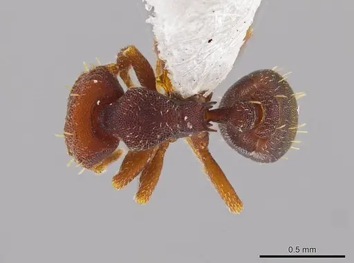 Octostruma megabalzani specimen MCZ-ENT00511006 image mcz-ent00511006_1