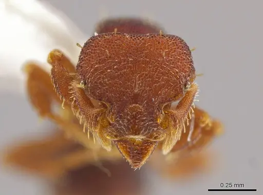 Octostruma megabalzani specimen MCZ-ENT00511006 image mcz-ent00511006_2