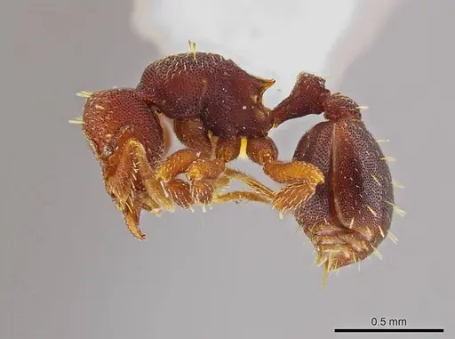 Octostruma megabalzani specimen MCZ-ENT00511006 image mcz-ent00511006_3