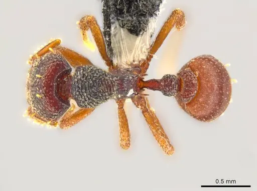 Octostruma montanis specimen CASENT0627340 image casent0627340_1