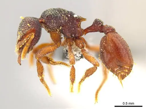 Octostruma montanis specimen CASENT0627340 image casent0627340_3