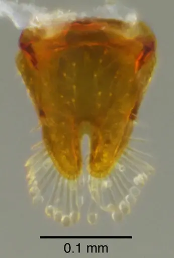 Octostruma montanis specimen CASENT0639996 image casent0639996_1
