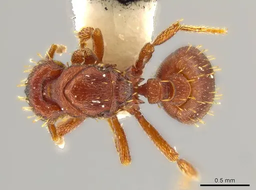 Octostruma obtusidens specimen CASENT0627385 image casent0627385_1