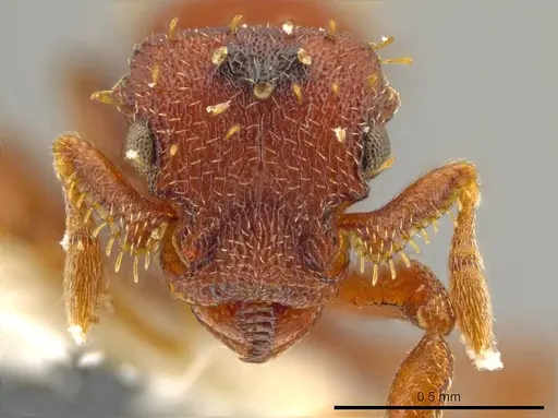 Octostruma obtusidens specimen CASENT0627385 image casent0627385_2