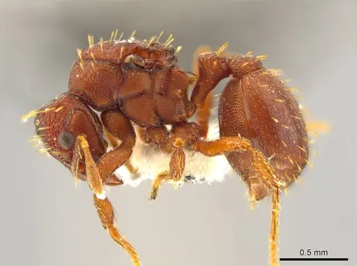 Octostruma obtusidens specimen CASENT0627385 image casent0627385_3