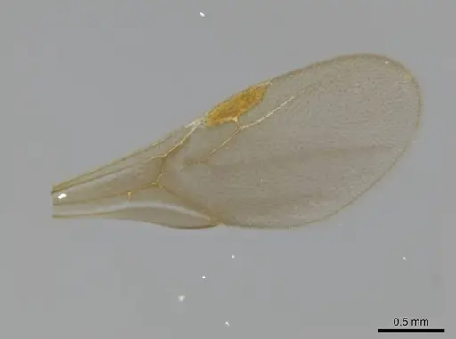 Octostruma obtusidens specimen CASENT0629812 image casent0629812_1