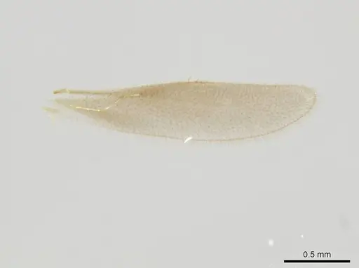 Octostruma obtusidens specimen CASENT0629812 image casent0629812_2