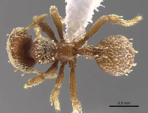 Octostruma obtusidens specimen CASENT0629823 image casent0629823_1