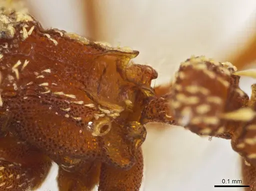 Octostruma obtusidens specimen CASENT0629823 image casent0629823_2