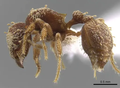 Octostruma obtusidens specimen CASENT0629823 image casent0629823_4