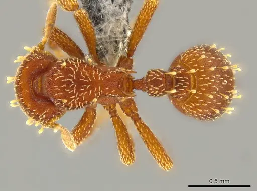 Octostruma obtusidens specimen CASENT0629827 image casent0629827_1
