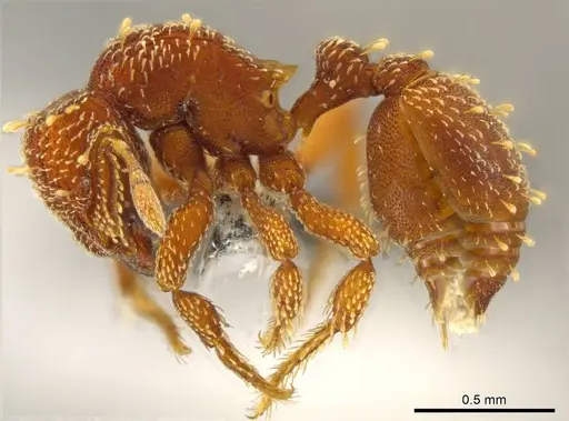Octostruma obtusidens specimen CASENT0629827 image casent0629827_3