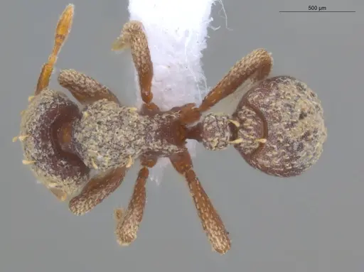 Octostruma obtusidens specimen ECOFOG-TR17-0135-05 image ecofog-tr17-0135-05_1