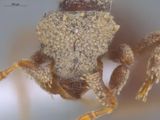 Octostruma obtusidens specimen ECOFOG-TR17-0135-05 image ecofog-tr17-0135-05_2