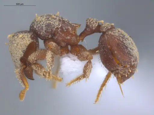 Octostruma obtusidens specimen ECOFOG-TR17-0135-05 image ecofog-tr17-0135-05_3