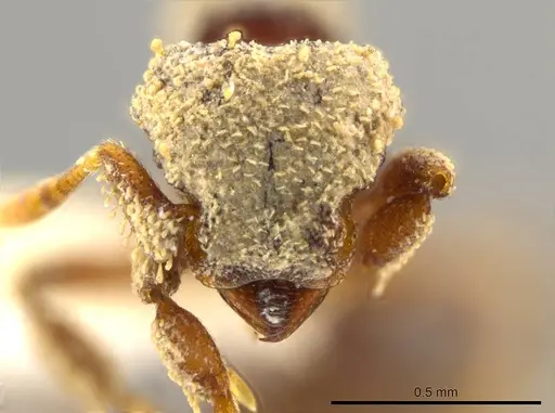 Octostruma obtusidens specimen INBIOCRI001281182 image inbiocri001281182_1