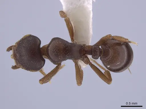 Octostruma petiolata specimen CASENT0633285 image casent0633285_1
