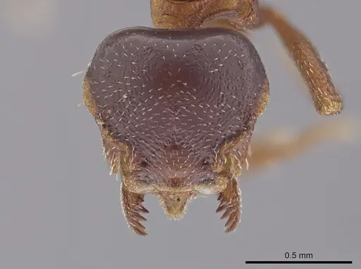 Octostruma petiolata specimen CASENT0633285 image casent0633285_2
