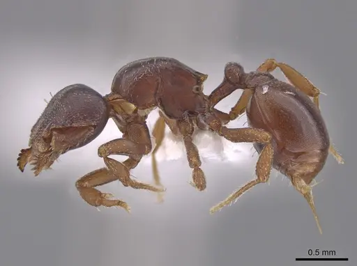 Octostruma petiolata specimen CASENT0633285 image casent0633285_3