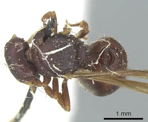 Octostruma petiolata specimen CASENT0915940 image casent0915940_1