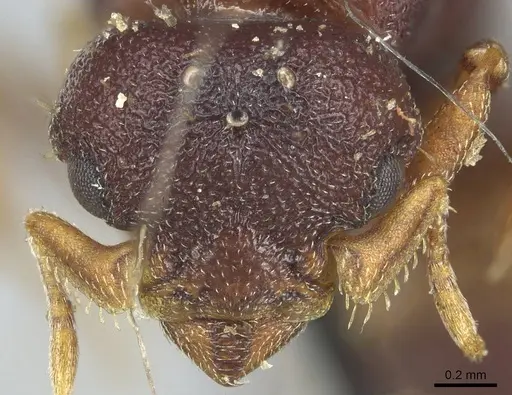 Octostruma petiolata specimen CASENT0915940 image casent0915940_2