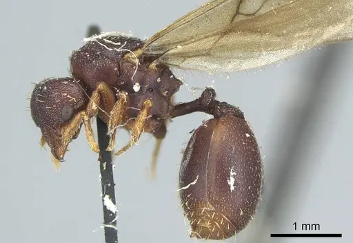 Octostruma petiolata specimen CASENT0915940 image casent0915940_3