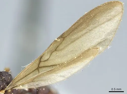 Octostruma petiolata specimen CASENT0915940 image casent0915940_4