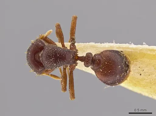 Octostruma petiolata specimen MCZ-ENT00511355 image mcz-ent00511355_1