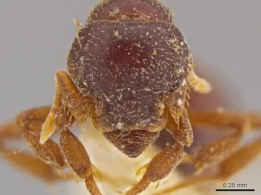 Octostruma petiolata specimen MCZ-ENT00511355 image mcz-ent00511355_2