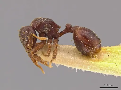 Octostruma petiolata specimen MCZ-ENT00511355 image mcz-ent00511355_3