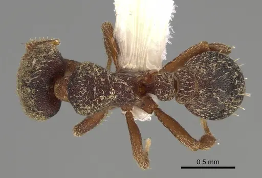 Octostruma pexidorsum specimen MCZ-ENT00511314 image mcz-ent00511314_1