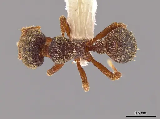 Octostruma pexidorsum specimen MCZ-ENT00511314 image mcz-ent00511314_2