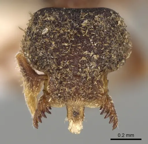 Octostruma pexidorsum specimen MCZ-ENT00511314 image mcz-ent00511314_3