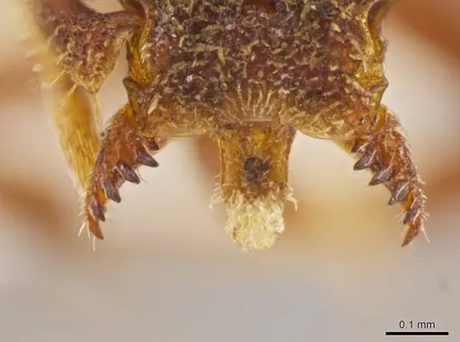 Octostruma pexidorsum specimen MCZ-ENT00511314 image mcz-ent00511314_4