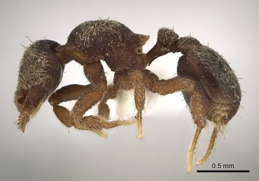 Octostruma pexidorsum specimen MCZ-ENT00511314 image mcz-ent00511314_5
