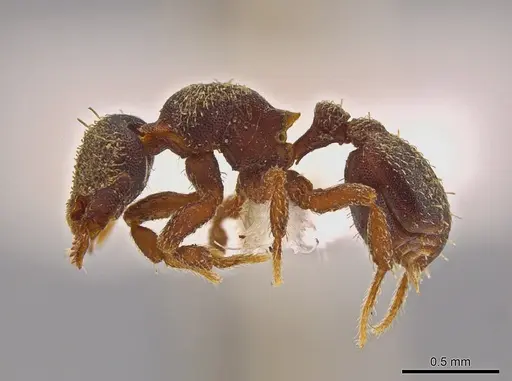 Octostruma pexidorsum specimen MCZ-ENT00511314 image mcz-ent00511314_6
