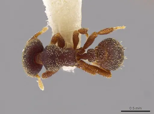 Octostruma pexidorsum specimen MCZ-ENT00511319 image mcz-ent00511319_1
