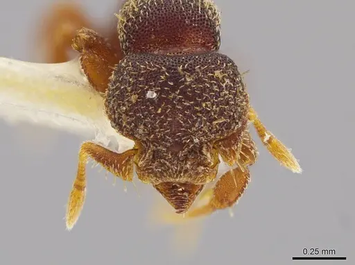 Octostruma pexidorsum specimen MCZ-ENT00511319 image mcz-ent00511319_2