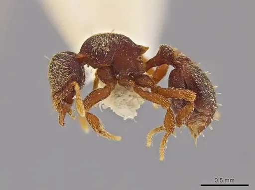 Octostruma pexidorsum specimen MCZ-ENT00511319 image mcz-ent00511319_3