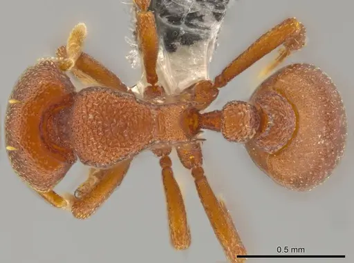 Octostruma planities specimen CASENT0619872 image casent0619872_1
