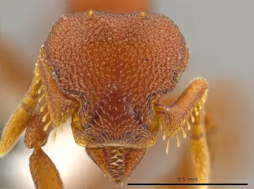 Octostruma planities specimen CASENT0619872 image casent0619872_2