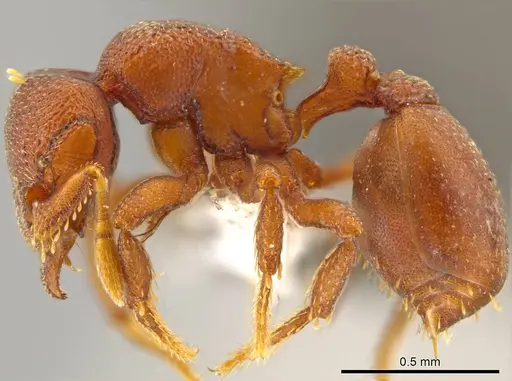 Octostruma planities specimen CASENT0619872 image casent0619872_3