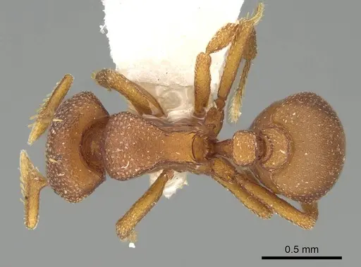 Octostruma planities specimen CASENT0914914 image casent0914914_1